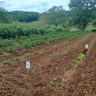 Jardin potager