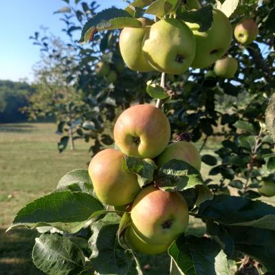 Verger et Jardin Fruitier